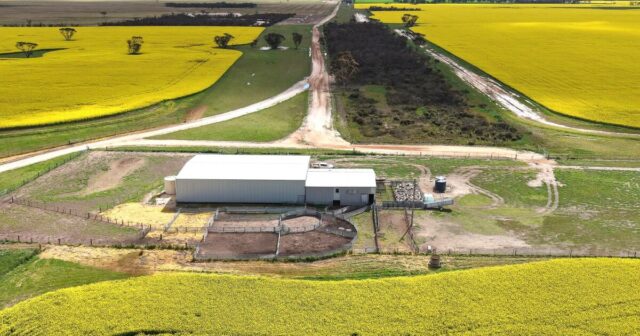 Ovelha como legado do falecido proprietário de West Fitzgerald e West River Parcel

