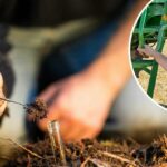 'Padrinho dos impostos sobre carbono': o agricultor pede boicote à cúpula da universidade