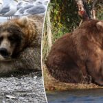 Parque Nacional do Alasca para sediar sua 11ª semana anual 'Fat Bear'