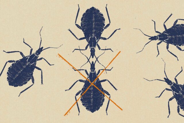 P&R: Os 'beijos de bugs' estão espalhando doenças na Virgínia?