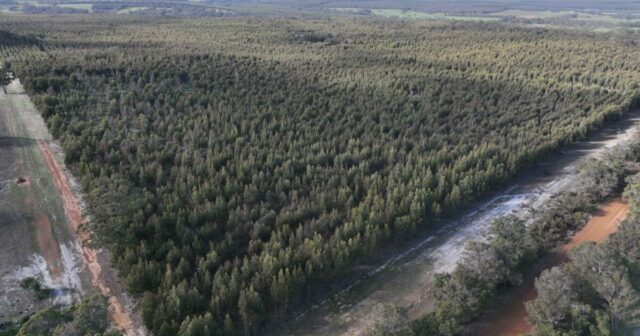 Plantação produtiva em Napier chega ao mercado com US $ 2,2 milhões de preços

