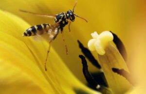 Por que as vespas parecem ter acabado agora- e o que fazer em relação a ele Uma vespa paira sobre uma tulipa