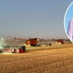 Por que essa família australiana que cultiva grãos compra um novo cabeçalho todos os anos