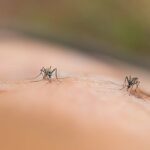 Por que os mosquitos podem ser atraídos por você
