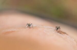 Por que os insetos podem ser atraídos para você Por que os mosquitos podem ser atraídos por você