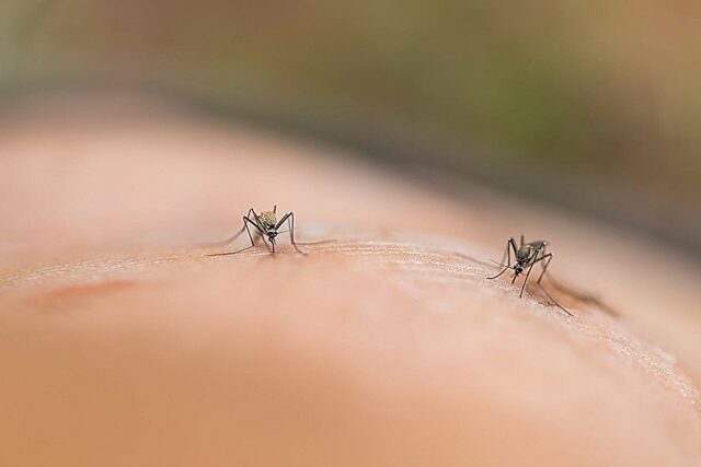 Por que os mosquitos podem ser atraídos por você