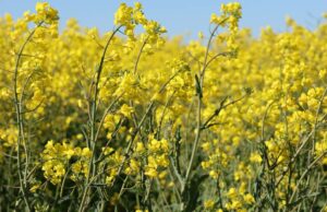 Produção nacional de culturas de inverno prevista para aumentar 2 %, para 62mt Produção nacional de culturas de inverno prevista para aumentar 2 %, para 62mt