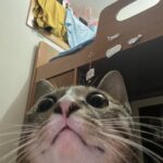 Proprietário Excluindo fotos de 2022 Áreas Selfie de gato de estimação- Depois disso, vem o entendimento