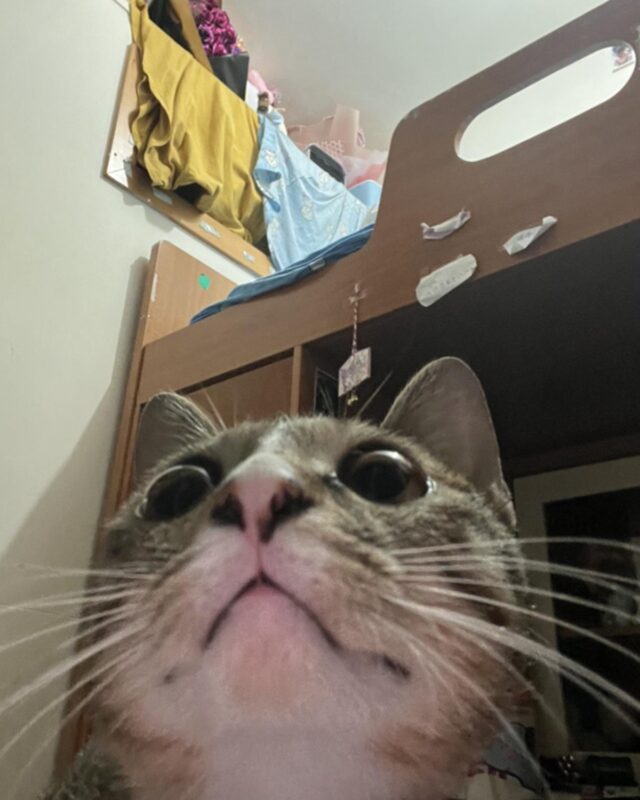 Proprietário Excluindo fotos de 2022 Áreas Selfie de gato de estimação- Depois disso, vem o entendimento 

