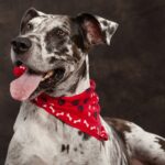 Headshot of Harlequin Great Dane