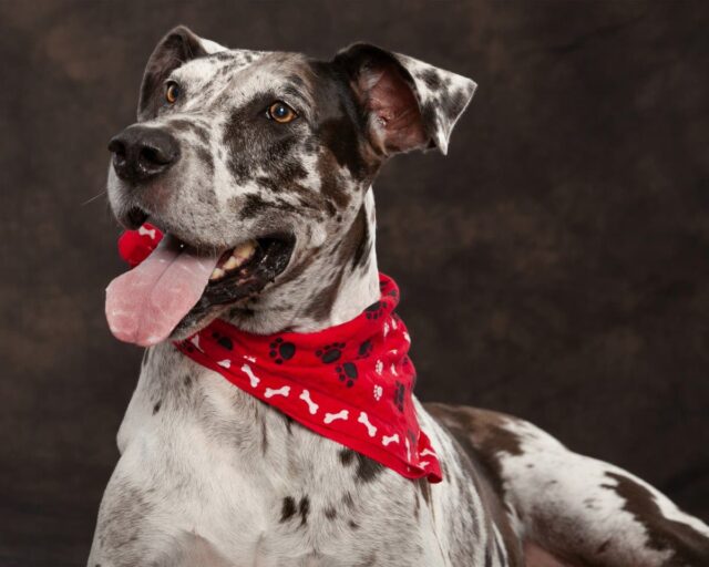 Headshot of Harlequin Great Dane