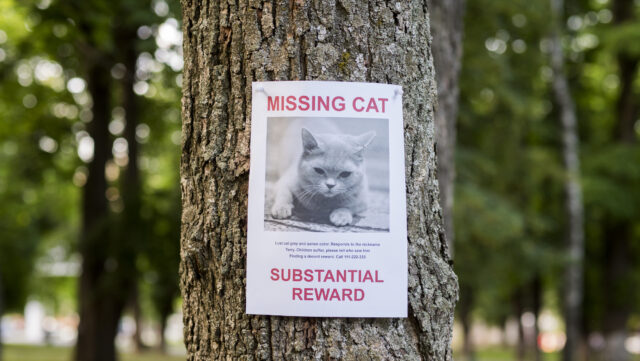 Proprietário busca por perder em felino- que eles ganham mais vírus 

