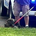 A polícia de NSW e os Rangers do Conselho da Cidade de Penrith garantiram os cães.
