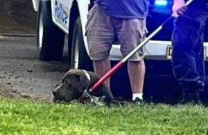 Quatro pessoas atacadas por dois cães no oeste de Sydney A polícia de NSW e os Rangers do Conselho da Cidade de Penrith garantiram os cães.