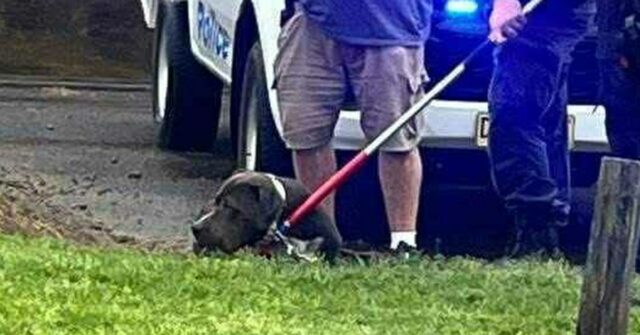 A polícia de NSW e os Rangers do Conselho da Cidade de Penrith garantiram os cães.