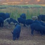 Reprodução de porcos selvagens como coelhos 'e colheitas de pisoteamento no meio do oeste