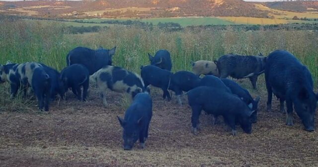 Reprodução de porcos selvagens como coelhos 'e colheitas de pisoteamento no meio do oeste

