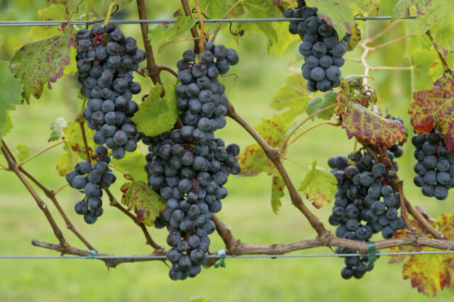 Suco de frutas lembre -se de que a FDA questiona a ameaça de cuidado com problemas de limpeza 

