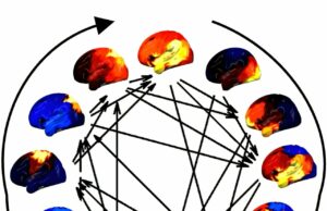 Tarefa de grandes redes corticais adere ao padrão intermitente, a pesquisa localiza A atividade de redes corticais em larga escala segue um padrão cíclico, o estudo encontra