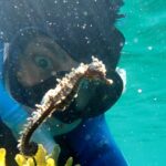 #Temoment A NS Snorkeller nadou com 11 cavalos -marinhos