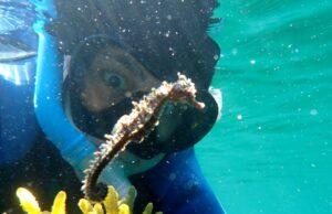 #Temoment A NS Snorkeller nadou com 11 cavalos -marinhos #Temoment A NS Snorkeller nadou com 11 cavalos -marinhos
