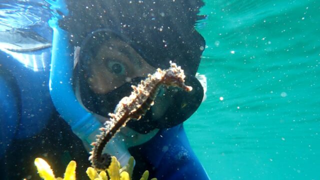 #Temoment A NS Snorkeller nadou com 11 cavalos -marinhos 

