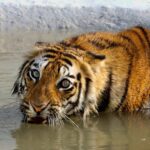 Tiger assalta fatalmente o instrutor de Oklahoma antes da família, visitantes