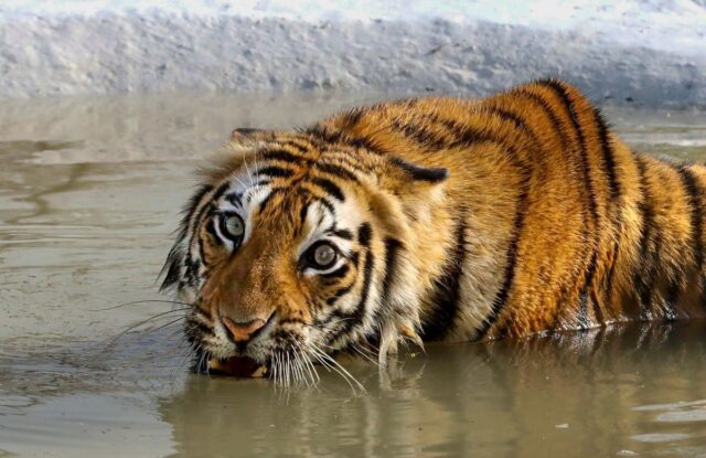 Tiger assalta fatalmente o instrutor de Oklahoma antes da família, visitantes 

