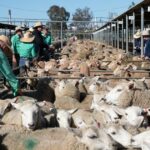 Top of the Lote: Nutrien reivindica o título de agronegócio mais confiável da Austrália