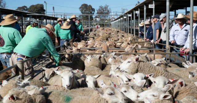 Top of the Lote: Nutrien reivindica o título de agronegócio mais confiável da Austrália

