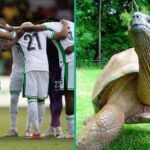Tortoise de 196 anos menciona quantos gols a Nigéria marcará contra a África do Sul em 2026 WCQ