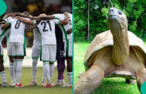 Tortoise de 196 anos menciona quantos gols a Nigéria marcará contra a África do Sul em 2026 WCQ Tortoise de 196 anos menciona quantos gols a Nigéria marcará contra a África do Sul em 2026 WCQ