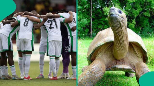 Tortoise de 196 anos menciona quantos gols a Nigéria marcará contra a África do Sul em 2026 WCQ


