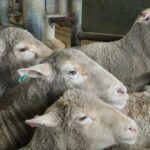 Treinamento e Tag defeituoso Retorno: Possíveis soluções para não leitura Eid Tags