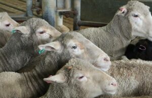 Treinamento e Tag defeituoso Retorno: Possíveis soluções para não leitura Eid Tags Treinamento e Tag defeituoso Retorno: Possíveis soluções para não leitura Eid Tags