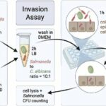 Uma parceria patológica entre Salmonella e fermento