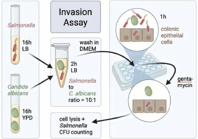 Uma parceria patológica entre Salmonella e fermento