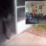 Vídeo mostra as autoridades da Flórida disputando um javali enorme que entrou em casa