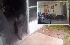 Vídeo mostra as autoridades da Flórida disputando um javali enorme que entrou em casa Vídeo mostra as autoridades da Flórida disputando um javali enorme que entrou em casa