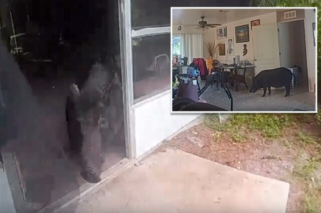 Vídeo mostra as autoridades da Flórida disputando um javali enorme que entrou em casa

