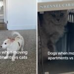 Videoclipe de animais de estimação vs felina, respondendo à realocação de apartamentos ou condomínios tem rede em pontos