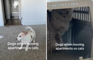 Videoclipe de animais de estimação vs felina, respondendo à realocação de apartamentos ou condomínios tem rede em pontos Videoclipe de animais de estimação vs felina, respondendo à realocação de apartamentos ou condomínios tem rede em pontos