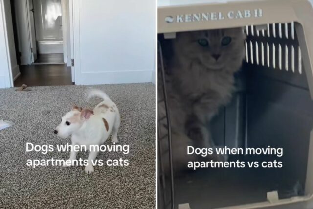Videoclipe de animais de estimação vs felina, respondendo à realocação de apartamentos ou condomínios tem rede em pontos 

