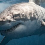 Close de grande tubarão branco passando mostrando dentes. Fotografado no sul da Austrália enquanto mergulhe em gaiolas.