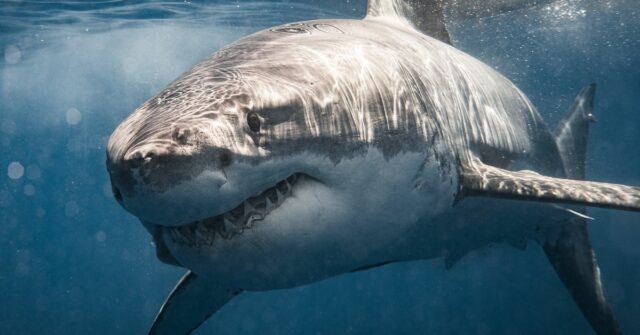 Close de grande tubarão branco passando mostrando dentes. Fotografado no sul da Austrália enquanto mergulhe em gaiolas.