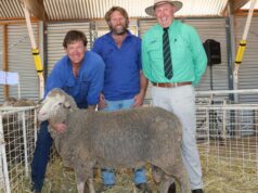 117 anos de criação de merinos – e a família não mostra sinais de desaceleração 117 anos de criação de merinos - e a família não mostra sinais de desaceleração