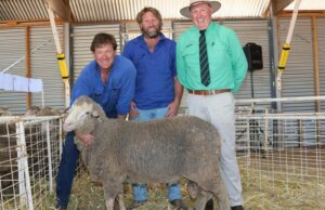 117 anos de criação de merinos – e a família não mostra sinais de desaceleração 117 anos de criação de merinos - e a família não mostra sinais de desaceleração