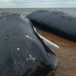 A equipe de reação valida a terceira baleia de esperma realmente recuou a costa norte de Pei
