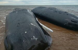 A equipe de reação valida a terceira baleia de esperma realmente recuou a costa norte de Pei A equipe de reação valida a terceira baleia de esperma realmente recuou a costa norte de Pei