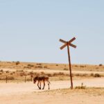 A estação de gado deve abater burros selvagens, enquanto o tribunal apoia a ordem do governo